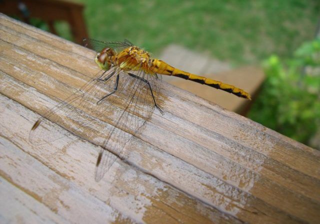 39062_10150222687335472_5019325_n Photo 2