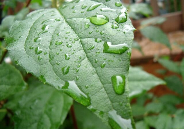 39062_10150222687345472_6534173_n-640x480 Dew Leaf