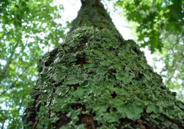 dscf3539 Lichen Tree